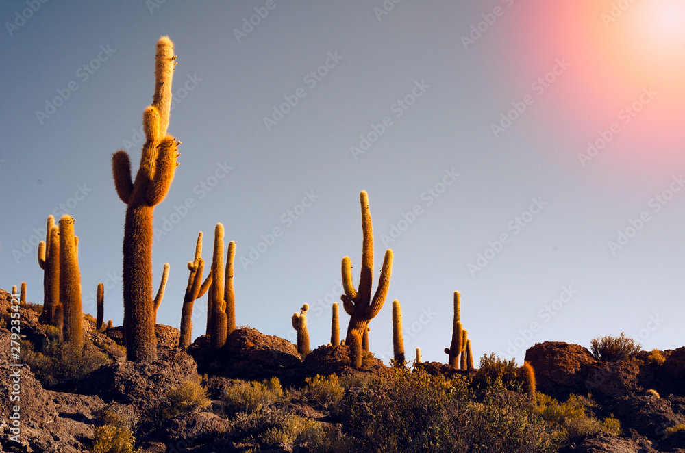 Cactus island in the Bolivian salt flat of Uyuni Cactus island in the Bolivian salt flat of Uyuni