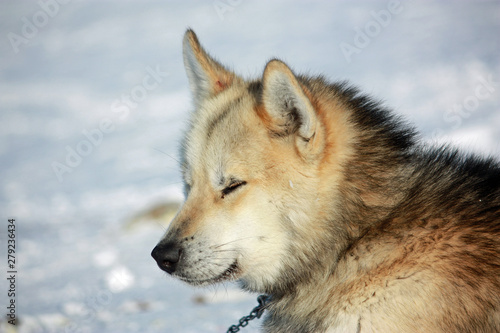 Grönlandhund © Bernd Pfitzner