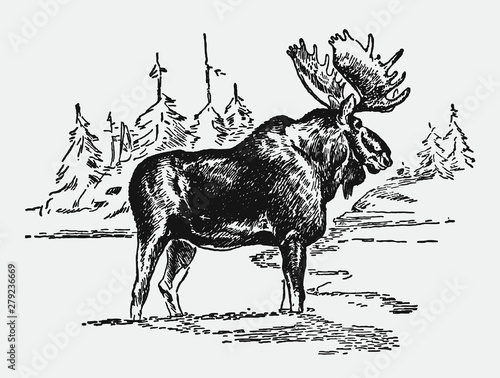Bull moose alces standing in snowy landscape. Illustration after antique engraving from early 20th century