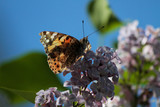 Spring, lilacs and colorful butterflies in my garden / Ankara / Turkey