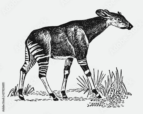 Endangered okapi, okapia johnstoni walking in a landscape. Illustration after a vintage engraving from the early 20th century photo