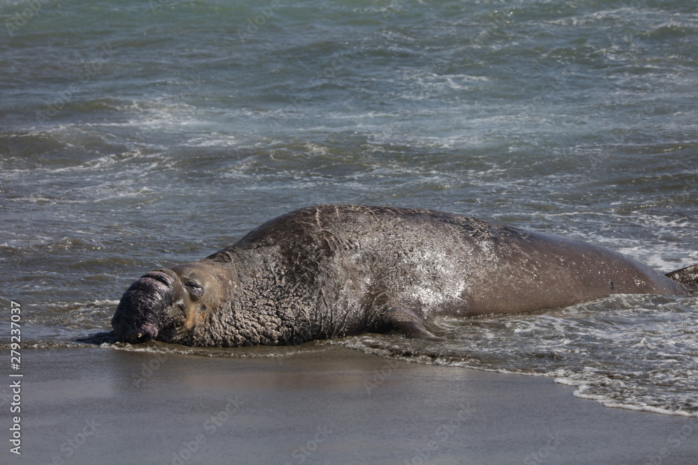 Obraz premium Elephant seal