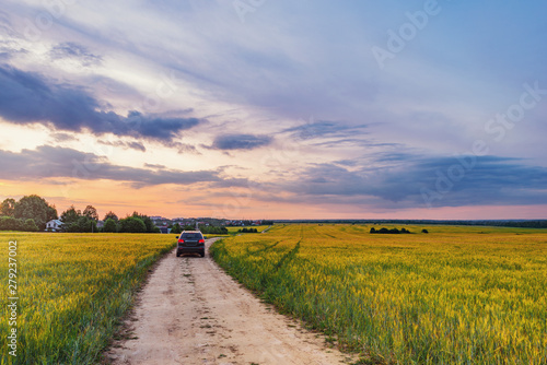 Field with rye and car on the road at sunset time.