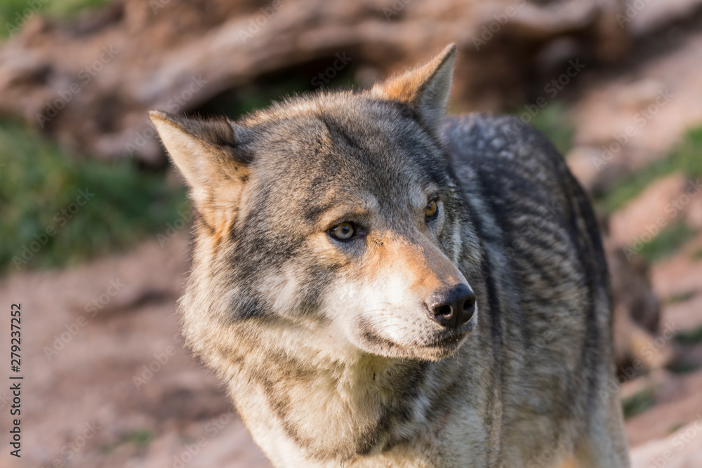 Close up portrait of a grey wolf Close up portrait of a grey wolf