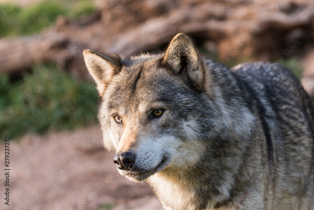 Fototapeta premium Close up portrait of a grey wolf