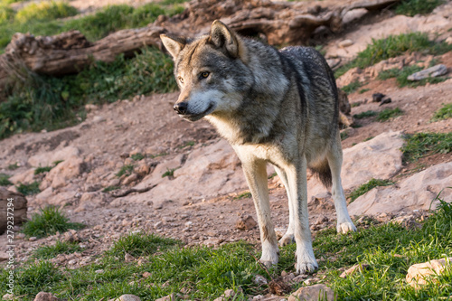 Close up portrait of a grey wolf