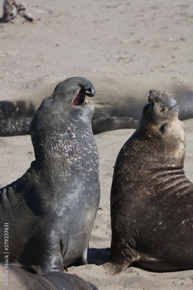 Fototapeta premium Elephant seal