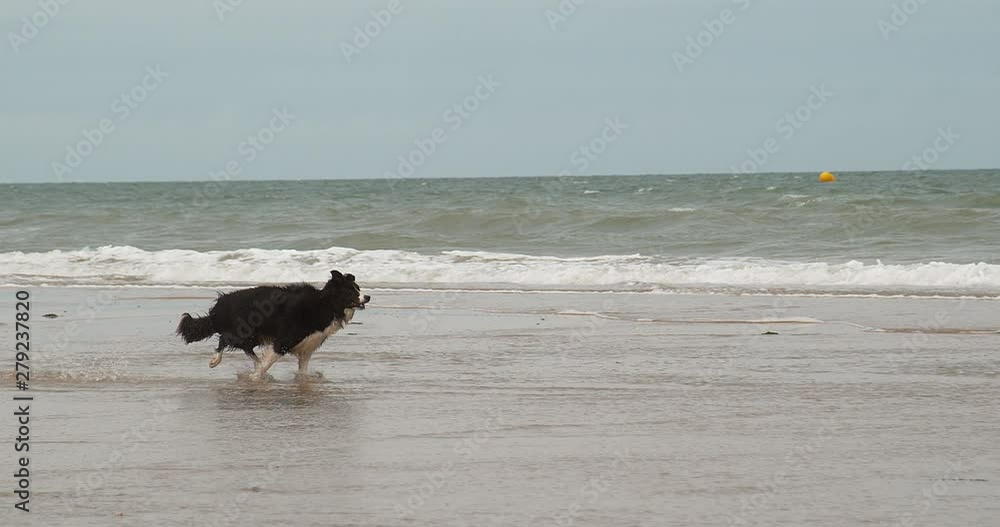 Border Collie Dog, Male Running on the Beach, Normandy, Slow Motiion 4K Border Collie Dog, Male Running on the Beach, Normandy, Slow Motiion 4K