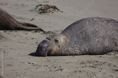 Elephant seal © melanie