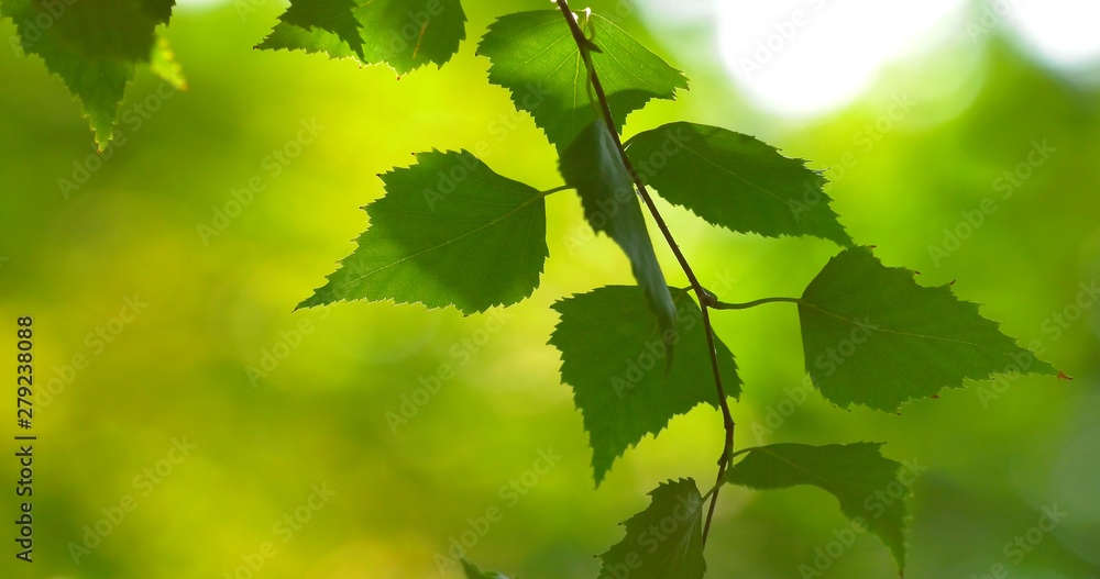 Fototapeta premium Green leaves of trees shot close-up in a summer park.