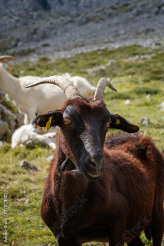 a goat in cantabria