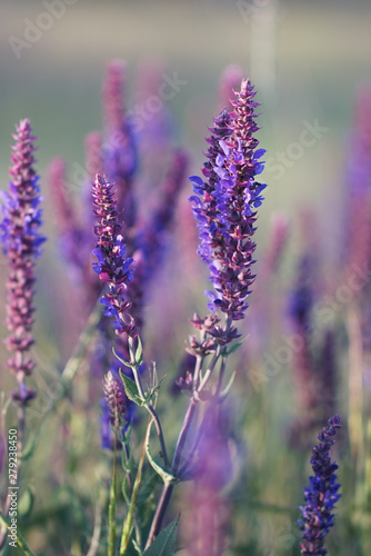 Lavender at sunset, field of purple flowers
