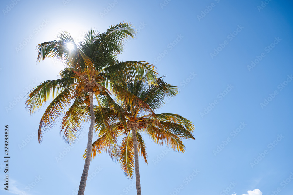 palm trees against blue sky