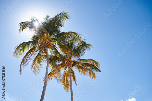 palm trees against blue sky © SHOTPRIME STUDIO