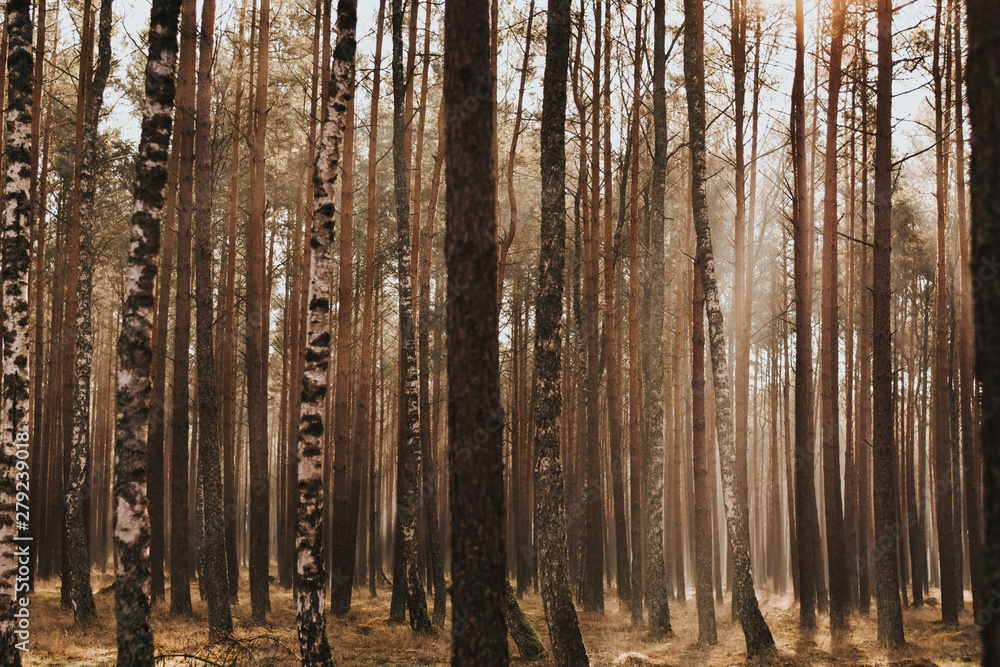 Obraz premium Forest