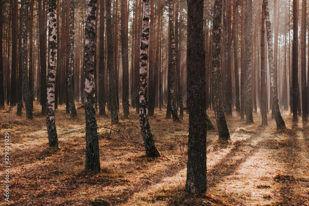 Obraz premium Forest