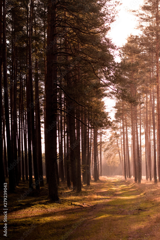 Fototapeta premium Forest 