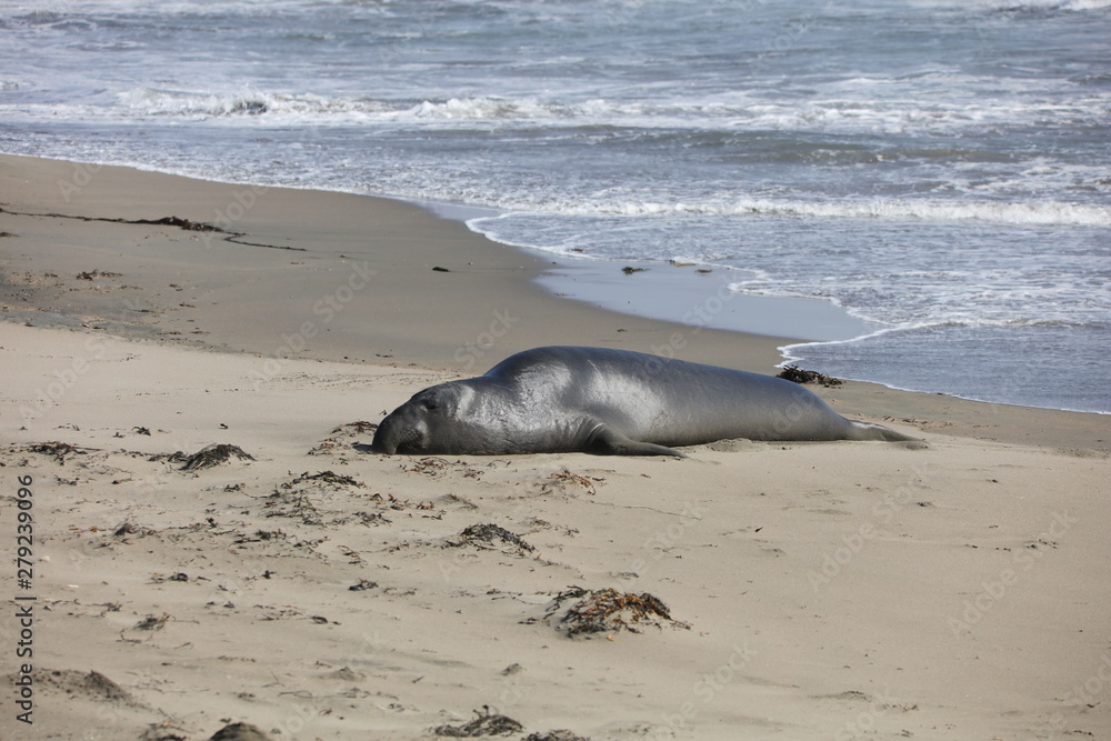Fototapeta premium Elephant seal