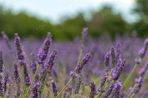 Natural floral background with close-up of Lavender flower field  vivid purple aromatic wildflowers in nature