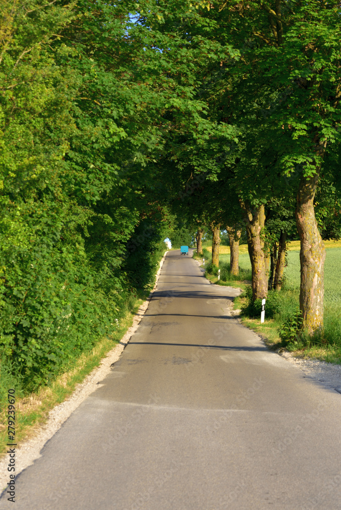 An avenue in the summer with a road and trees An avenue in the summer with a road and trees