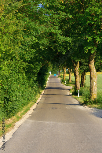 An avenue in the summer with a road and trees