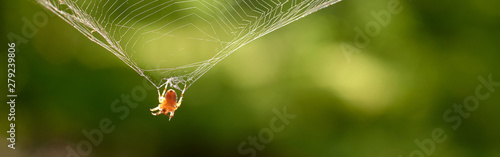 the spider is hanging on the web to glow reflecting the sun's rays.
