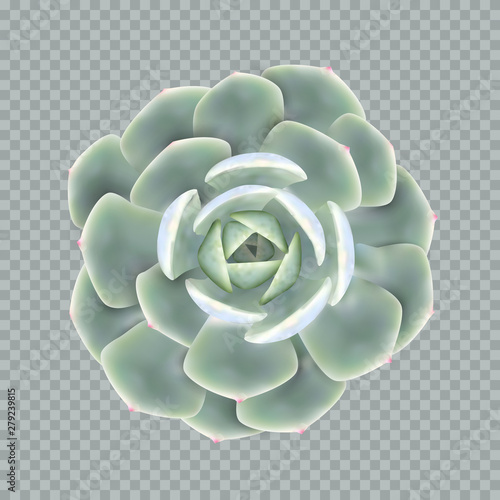 Realistic vector illustration of a succulent plant echeveria