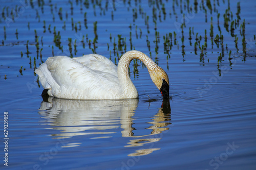 Trumpeter swan in Yellowstone National Park, Wyoming photo