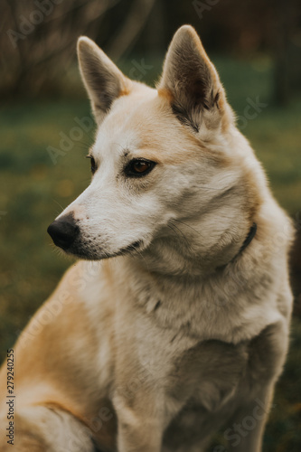 portrait of a dog © ABauza