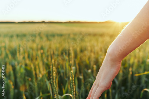 wheat in the hands © SHOTPRIME STUDIO
