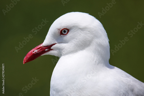 Portrait of Red-billed gull photo