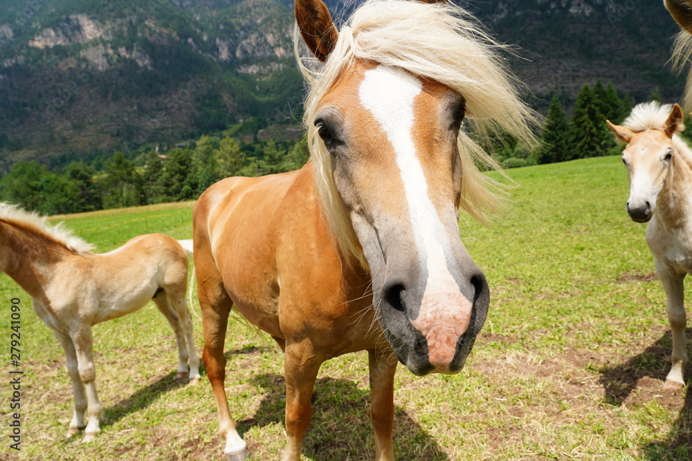 Fototapeta premium palomino horse. Avelignese. The Haflinger, a breed of horse developed in the South Tyrol region. portrait haflinger horse