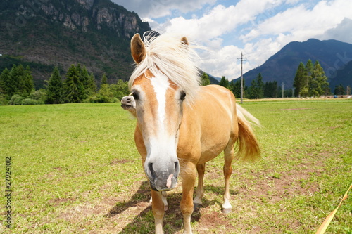 palomino horse. Avelignese. The Haflinger  a breed of horse developed in the South Tyrol region. portrait haflinger horse