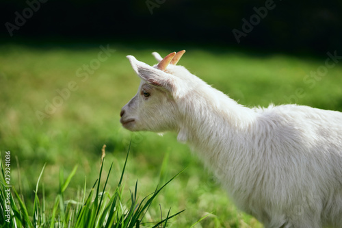 goat on a meadow