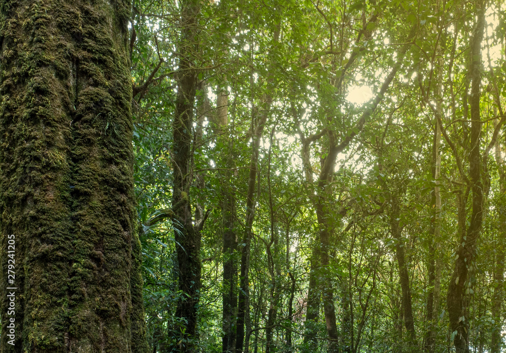 Trees in the forest with wood landscape on the sun shining through in the natural in the colorful summer Trees in the forest with wood landscape on the sun shining through in the natural in the colorful summer