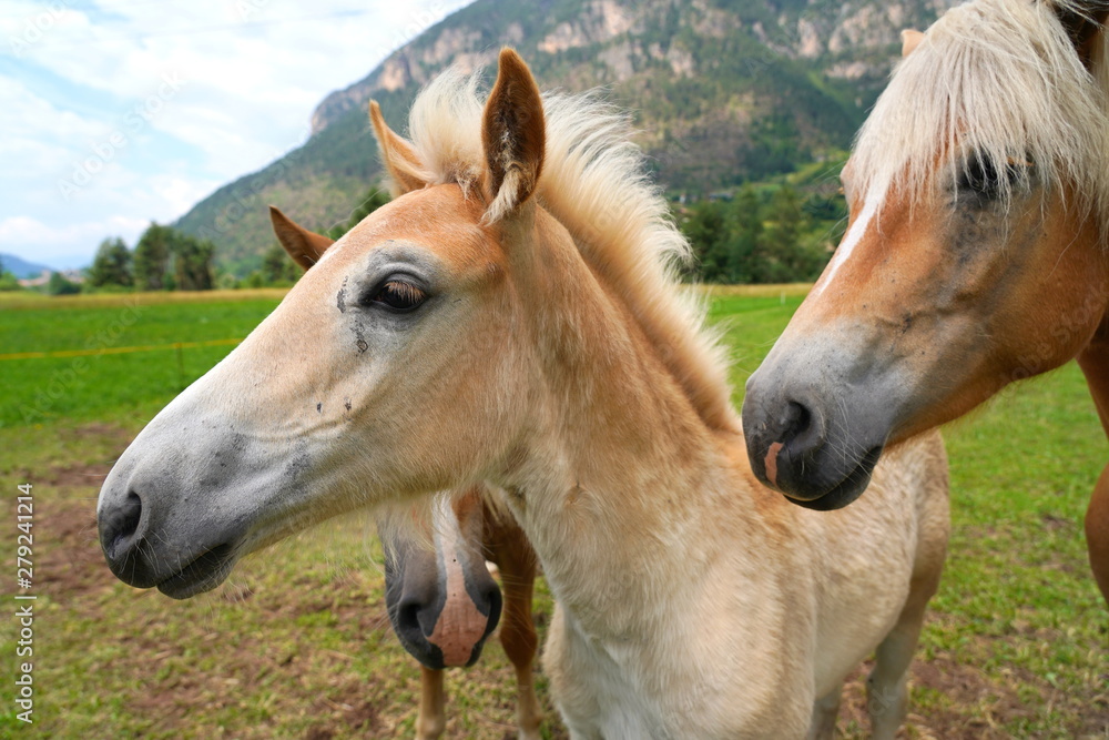 palomino horse. Avelignese. The Haflinger, a breed of horse deve palomino horse. Avelignese. The Haflinger, a breed of horse deve