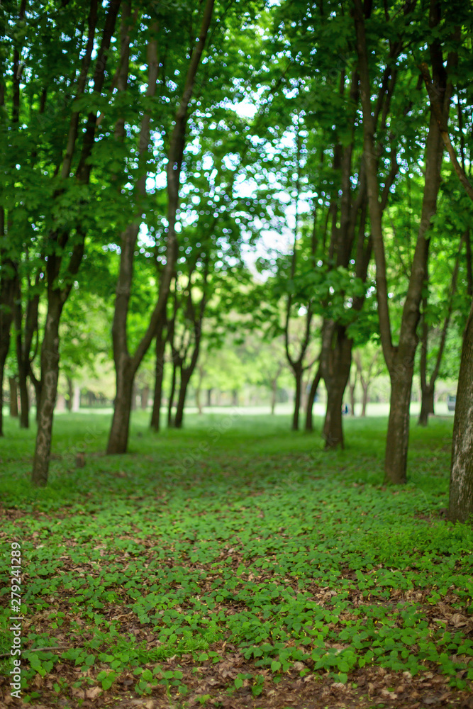 Naklejka premium Green summer forest. Alley in the park. Blur and bokeh