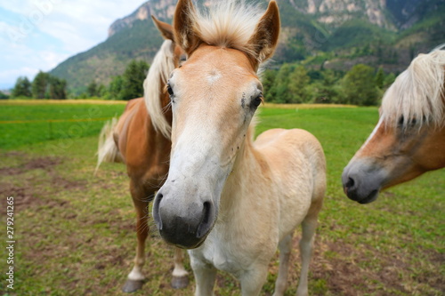 palomino horse. Avelignese. The Haflinger, a breed of horse deve © Ihor