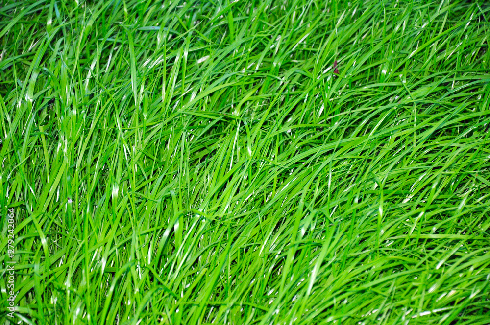 juicy green grass close-up, in the background lawn mower and trimmed lawn. juicy green grass close-up, in the background lawn mower and trimmed lawn.