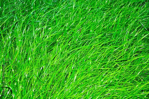 juicy green grass close-up, in the background lawn mower and trimmed lawn.