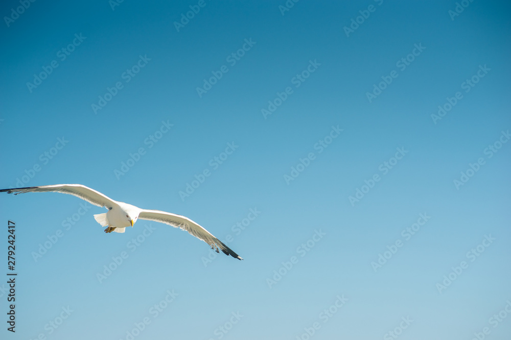 Single seagull flying, blue sky in background Single seagull flying, blue sky in background