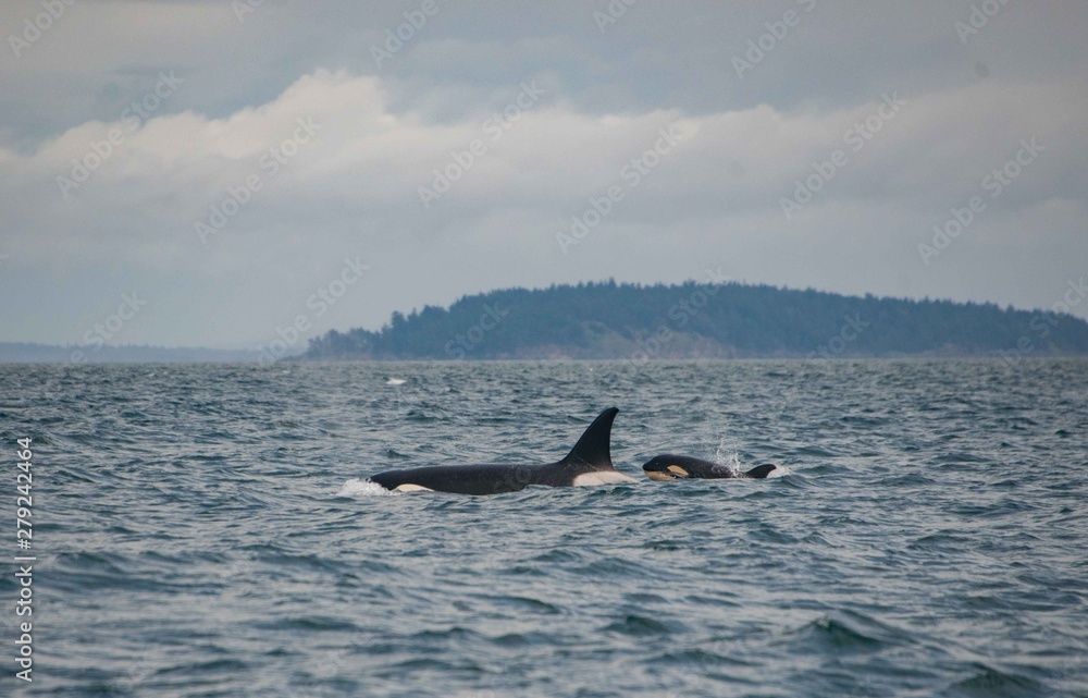 Fototapeta premium Orca mum and calf