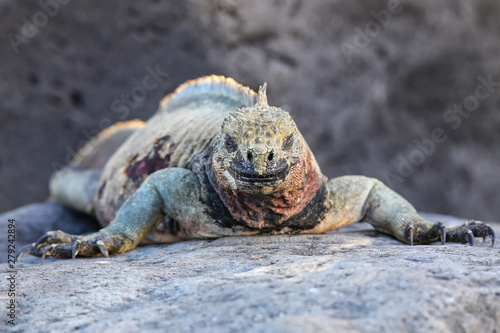 Marine iguana on Espanola Island, Galapagos National park, Ecuador photo