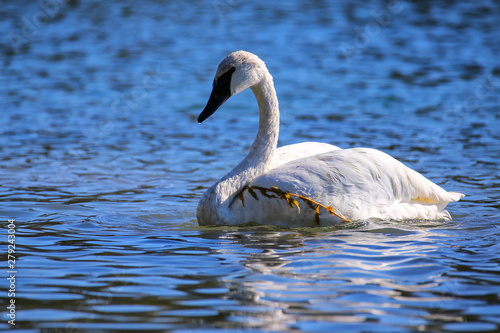 Trumpeter swan in Yellowstone National Park, Wyoming