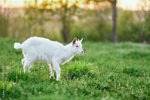 lamb on a meadow © SHOTPRIME STUDIO