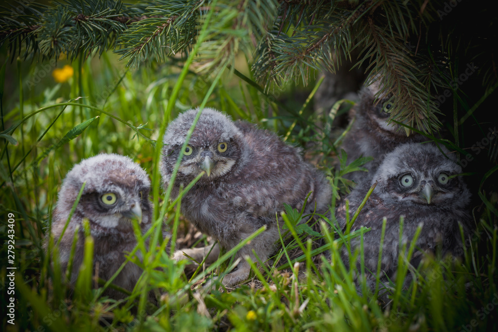 Obraz premium Little Owl Babies, 5 weeks old, on grass
