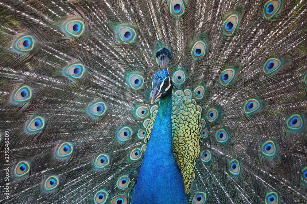 Obraz premium peacock with feathers out