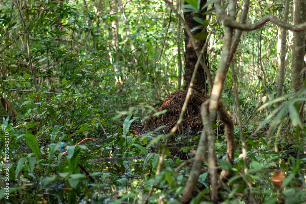 Obraz premium trees in the forest