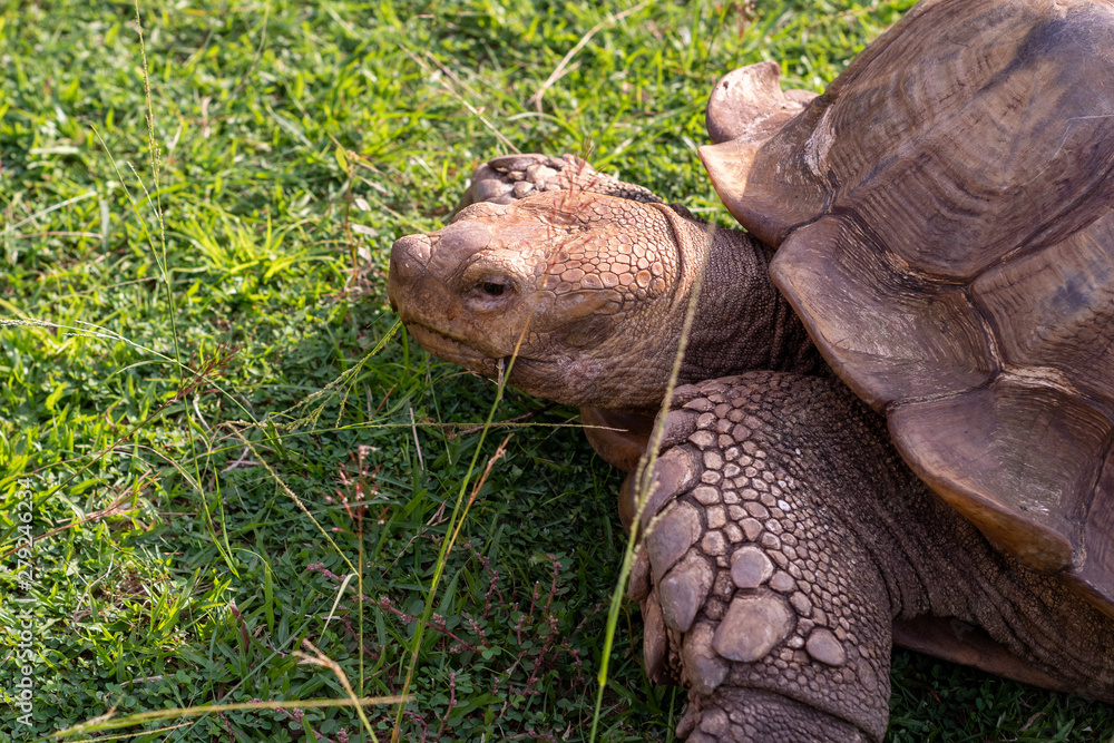 Fototapeta premium closeup of a tortoise