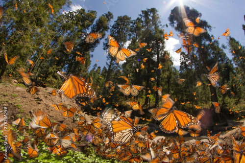 Monarch butterfly
